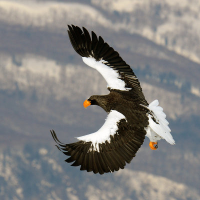 Stellers Sea-Eagle