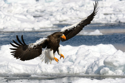 Stellers Sea-Eagle