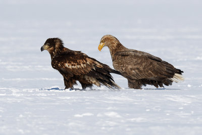 White-tailed Sea Eagle (left is juvenile)