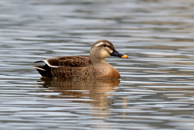 Eastern Spotted-billed Duck