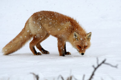 Red Fox -  Hokaido - Japan