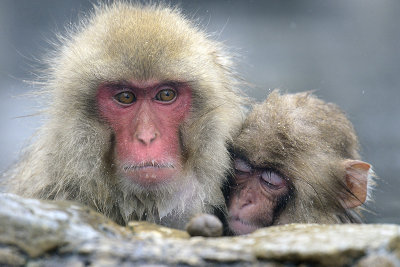 Japanese Macaque