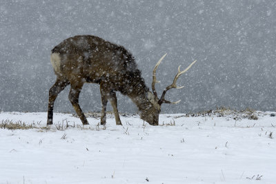 Zika Deer - Hokaido - Japan