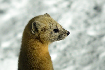 Japanese Marten