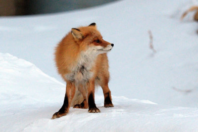 Red Fox on Hokaido - Japan