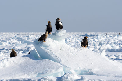 Steller's-and White-tail Sea Eagles 