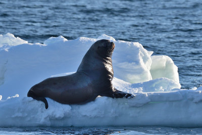 Seal near Hokkaido - Japan