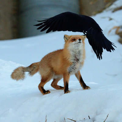 Red Fox attacked by Crow