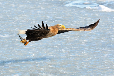 White-tailed Sea Eagle