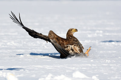 White-tailed Sea Eagle  - landing failure