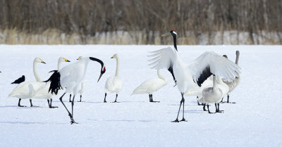 Red-crowned Crane