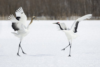 Red-crowned Crane