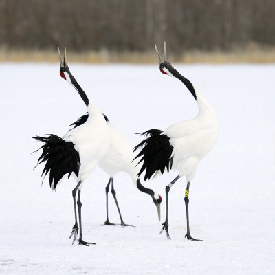 Red-crowned Crane