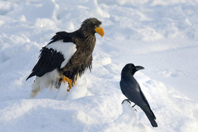 White-tailed Sea Eagle and Large-billed Crow