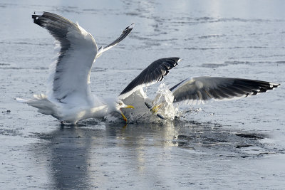 Birds of Japan - winter 2017