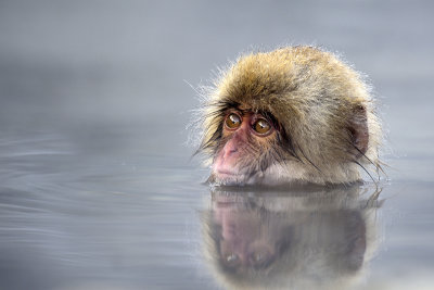 Japanese Macaque