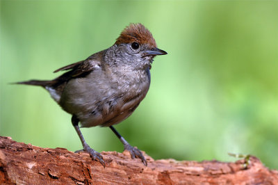 Eusasian Blackcap - female