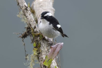 Little Pied Flycatcher