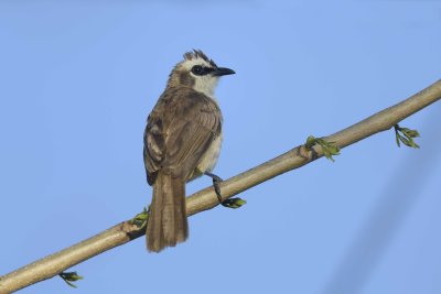 Yellow-vented Bulbul