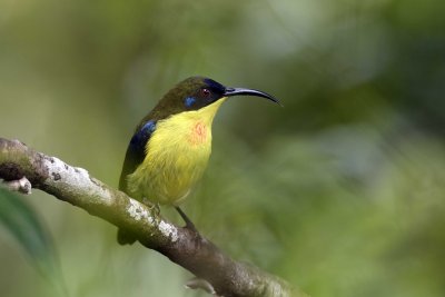 Luzon Sunbird