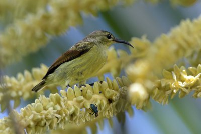 Purple-throated Sunbird - female