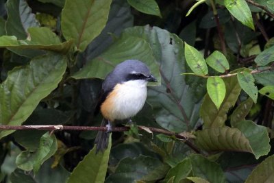 Mountain Shrike