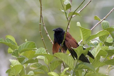 Philippine Coucal