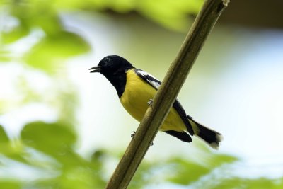 Palawan Tit