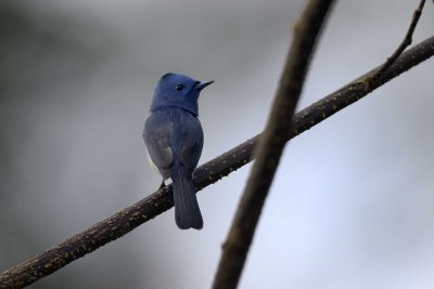 Black-naped Monarch