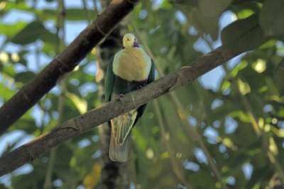 Yellow-breasted Fruit-Dove