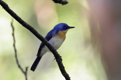 Palawan Blue Flycatcher