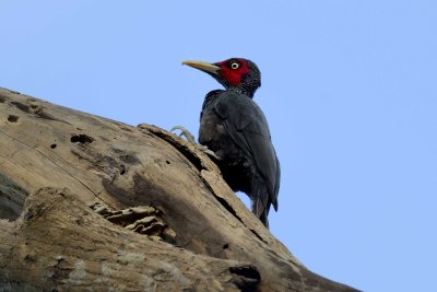 Northern Sooty Woodpecker