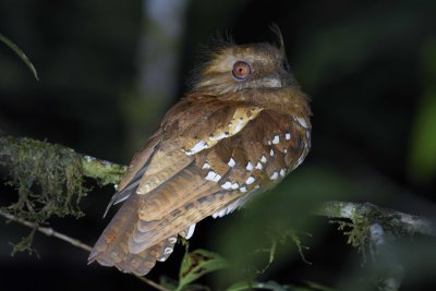 Philippine Frogmouth