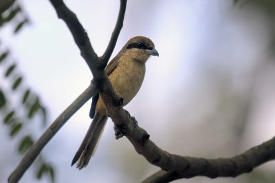 Brown Shrike