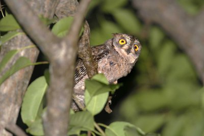 Mantanani Scops-Owl