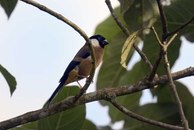 White-cheeked Bullfinch