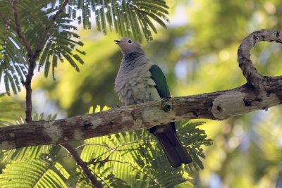 Green Imperial-Pigeon