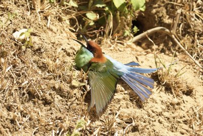 Blue-throated Bee-eater