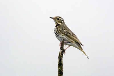 Olive Tree-pipit