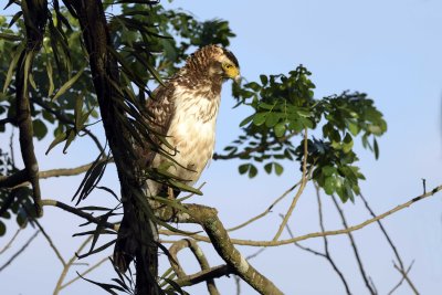 Philippine Serpent-Eagle - juvenile