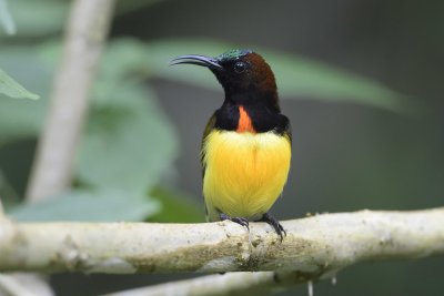 Maroon-Naped Sunbird