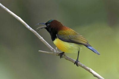 Maroon-Naped Sunbird