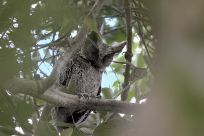 Everett's Scops-Owl