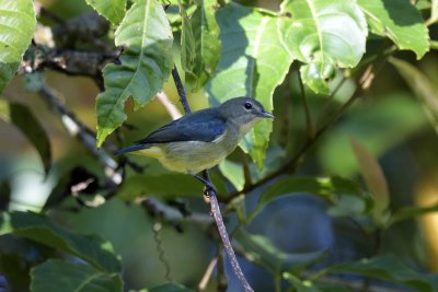 Fire-breasted Flowerpecker - juvenile