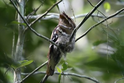 Philippine Frogmouth 