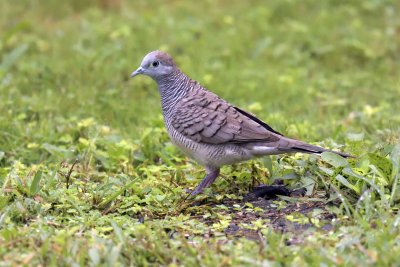 Zebra Dove