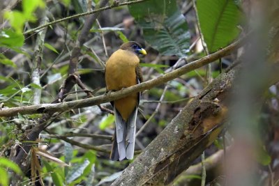 Philippine Trogon