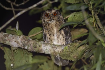 Philippine Scops-Owl