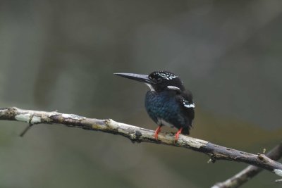 Southern Silvery Kingfisher