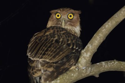 Philippine Eagle-Owl 